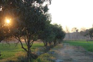 A path that is lined with trees and grass photo