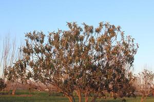 A tree with leaves on it in a field photo