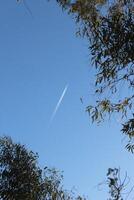 A plane flying through the sky above some trees photo