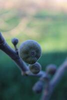 A branch with fruit on it photo