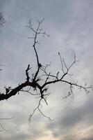 A tree branch with no leaves photo