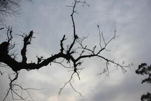 A tree with no leaves and a cloudy sky photo