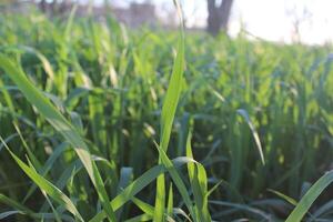 A close up of a field of grass photo