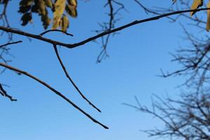 A tree with no leaves photo