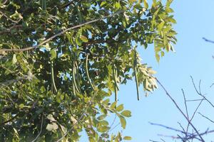A tree with leaves blue sky. photo