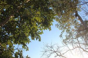 A tree with leaves and a sky background photo