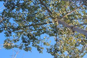 A tree with leaves blue sky., photo