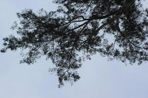 A tree with a sky background photo