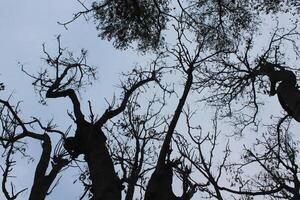 A group of trees with no leaves photo