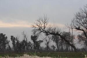 A field with bare trees and grass photo