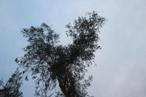 A tree with a bird flying in the sky photo