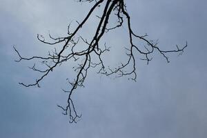 A tree with no leaves in the sky photo