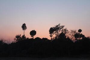 A group of trees silhouetted against the sky at sunset photo