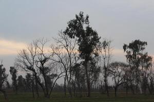 A field with trees and grass in the background photo