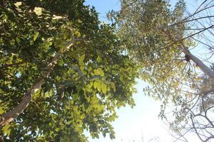 A tree with leaves and a sky blue sky photo