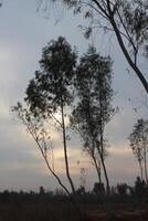 A group of trees photo