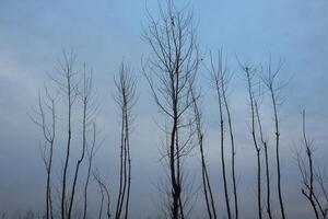 A group of trees in the middle of a field photo