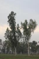 A field with a few trees and a horse photo