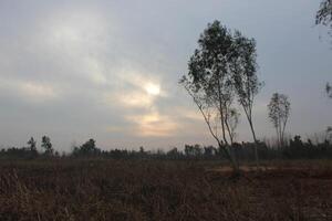 A field with tall grass and a few trees photo