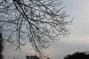 A person flying a kite in the sky photo