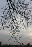 A tree with no leaves in the sky photo
