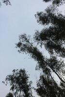A plane flying through the sky with trees in the background photo