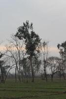 A field with trees and grass photo