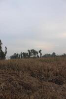 A field with a few trees and a sky photo