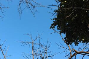 A plane flying through the sky with a blue sky photo