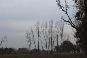 A field with trees and a kite flying in it photo