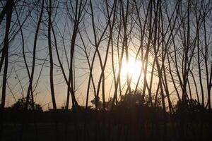 A sunset behind a bunch of trees photo