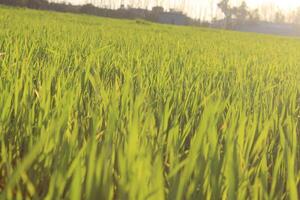 A field of green grass with a bird flying in the air photo
