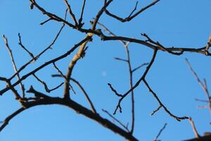 A tree with no leaves and a blue sky photo