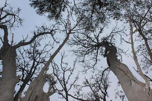 A group of trees with no leaves photo