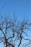 A bird is flying in the sky photo