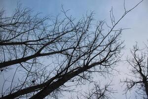 A view of a tree with no leaves photo
