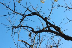 A bird is perched on a branch of a tree photo