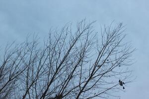 A plane flying in the sky with a bird on it photo