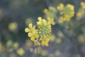A close up of a yellow flower in the field photo
