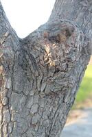 A close up of a tree trunk with a bird on it photo