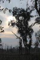 A large tree with leaves photo