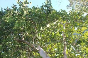 A large tree with leaves and branches photo