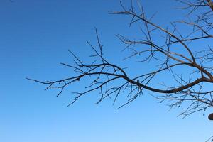 A tree with no leaves and a bird flying in the sky photo