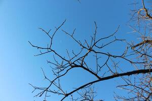 A tree with no leaves and a blue sky photo