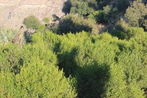 A large group of trees photo