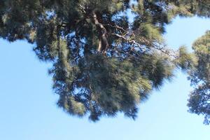 A large tree with a large branch and a small branch photo