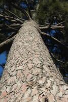 A large tree trunk. photo