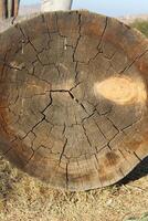 A large tree trunk photo