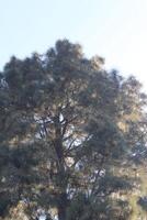 A large tree with a bird flying above it photo
