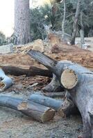 A fallen tree with a broken branch photo